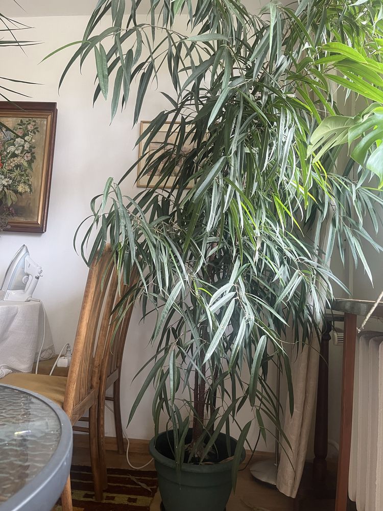 Wężownica Kwiaty do domu, biura