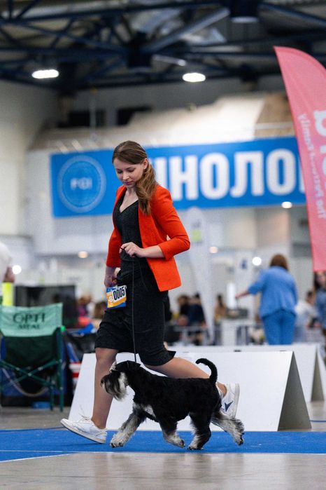 вязка кобель цвергшнауцер