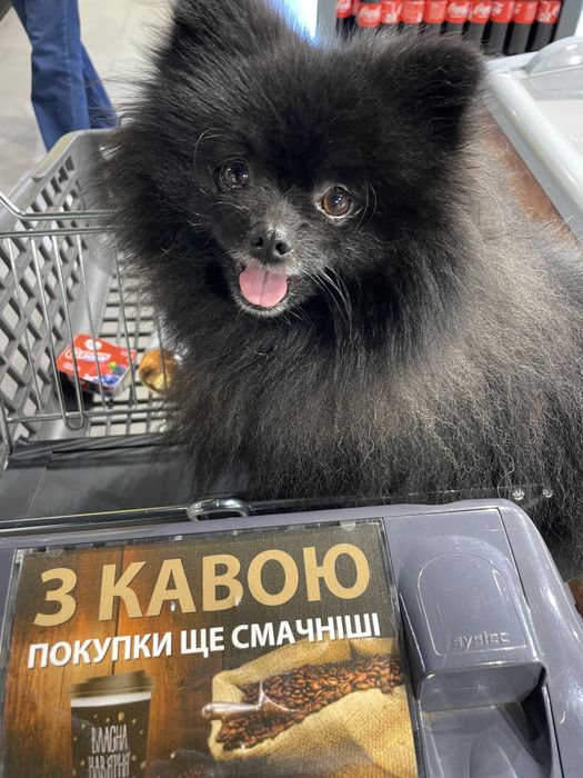 Шпиц кобель Вязка