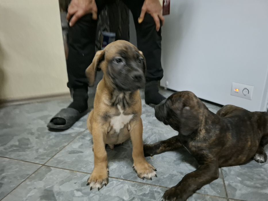 Продам цуценнят кане-корсо