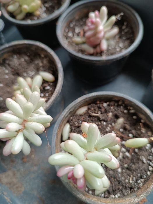 Седум Аврора, очиток