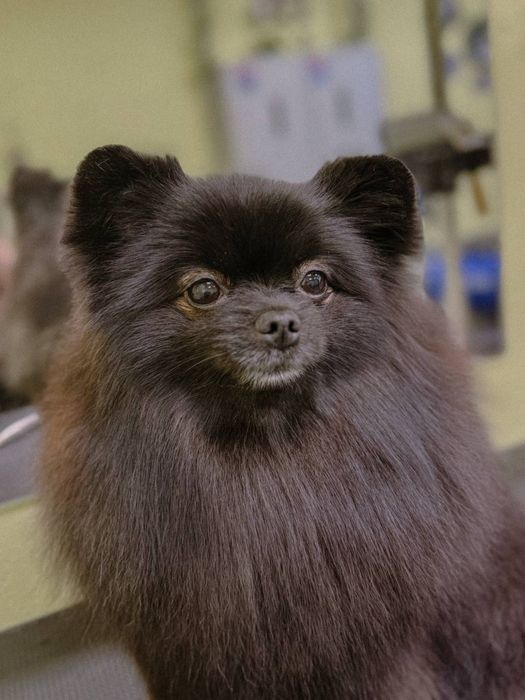 Від 800 грн (Грумінг на дому ( маленький простір) )