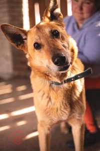 Dżejk - mądry stonowany pies poleca się do adopcji