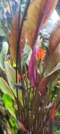 Cryptocoryne cordata Brown