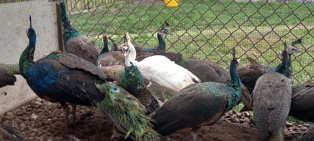 Paw pawie 2025 szmaragdy