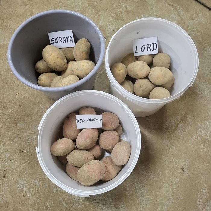 Ziemniaki jadalne prosto od rolnika