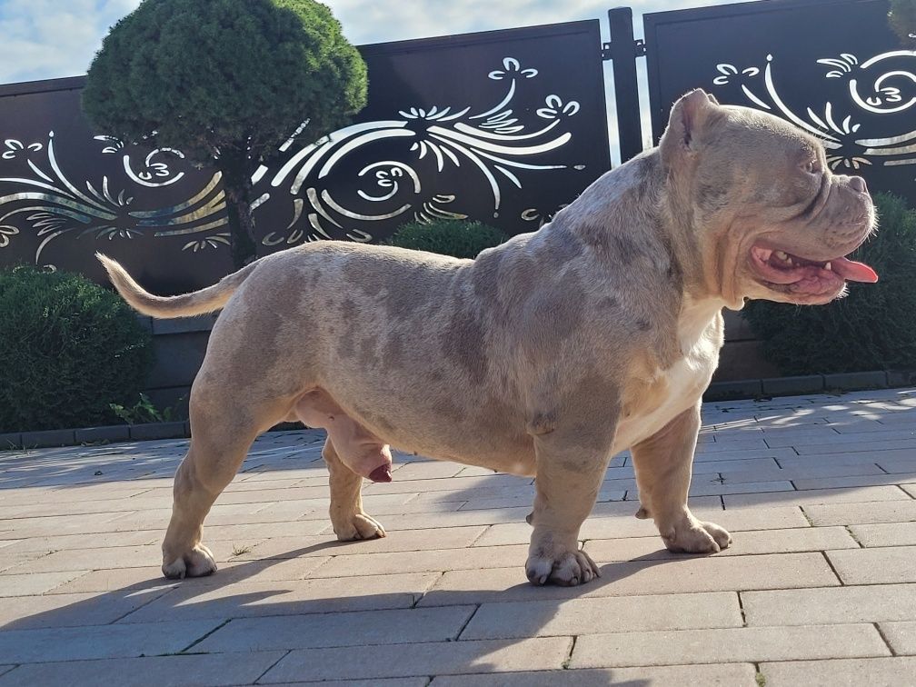 American bully suczka Cowboy Louis-v