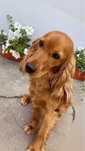 reproduktor Cocker Spaniel Angielski