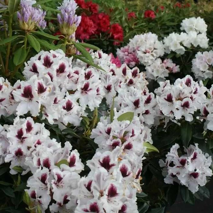 Rododendron/różanecznik różne odmiany