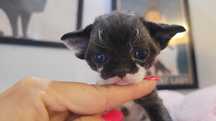 Devon rex kocurek