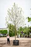 Platan klonolistny/ Platanus ×hispanica