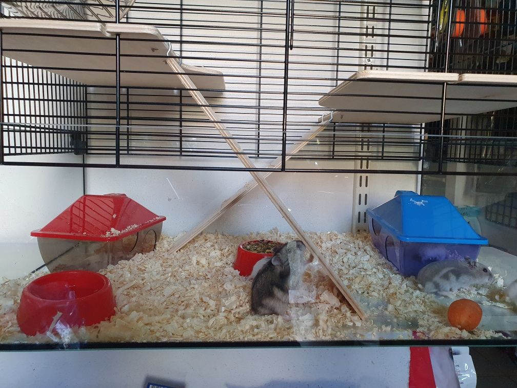 Chomiki Syryjskie . Sklep zoologiczny Rafa Kraków