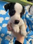 Jack russel terrier