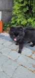Szpic miniaturowy Boo Suczka Pomeranian