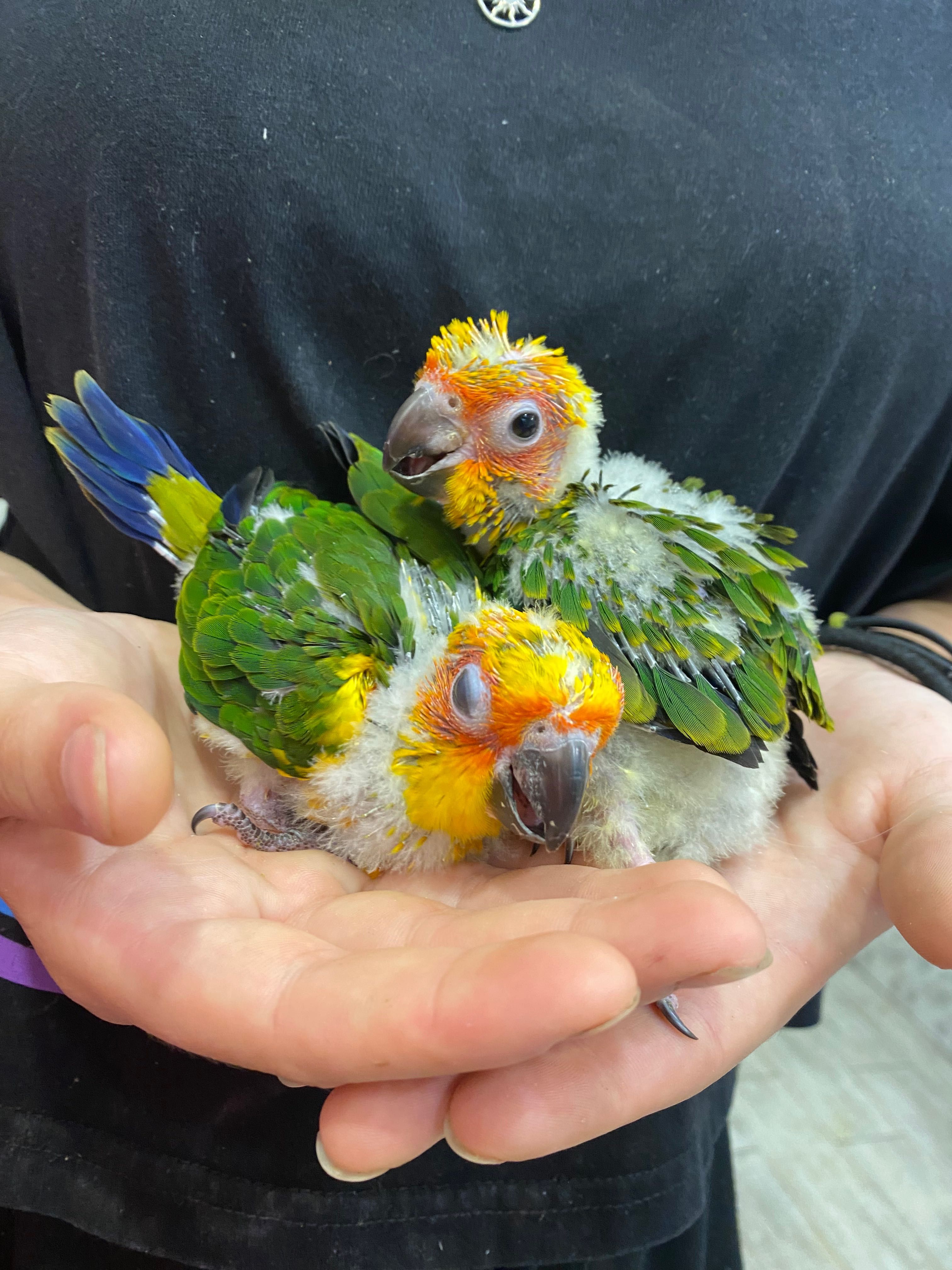 міні ара - сонячний аратінга ручний говорящий папуга, пташенята