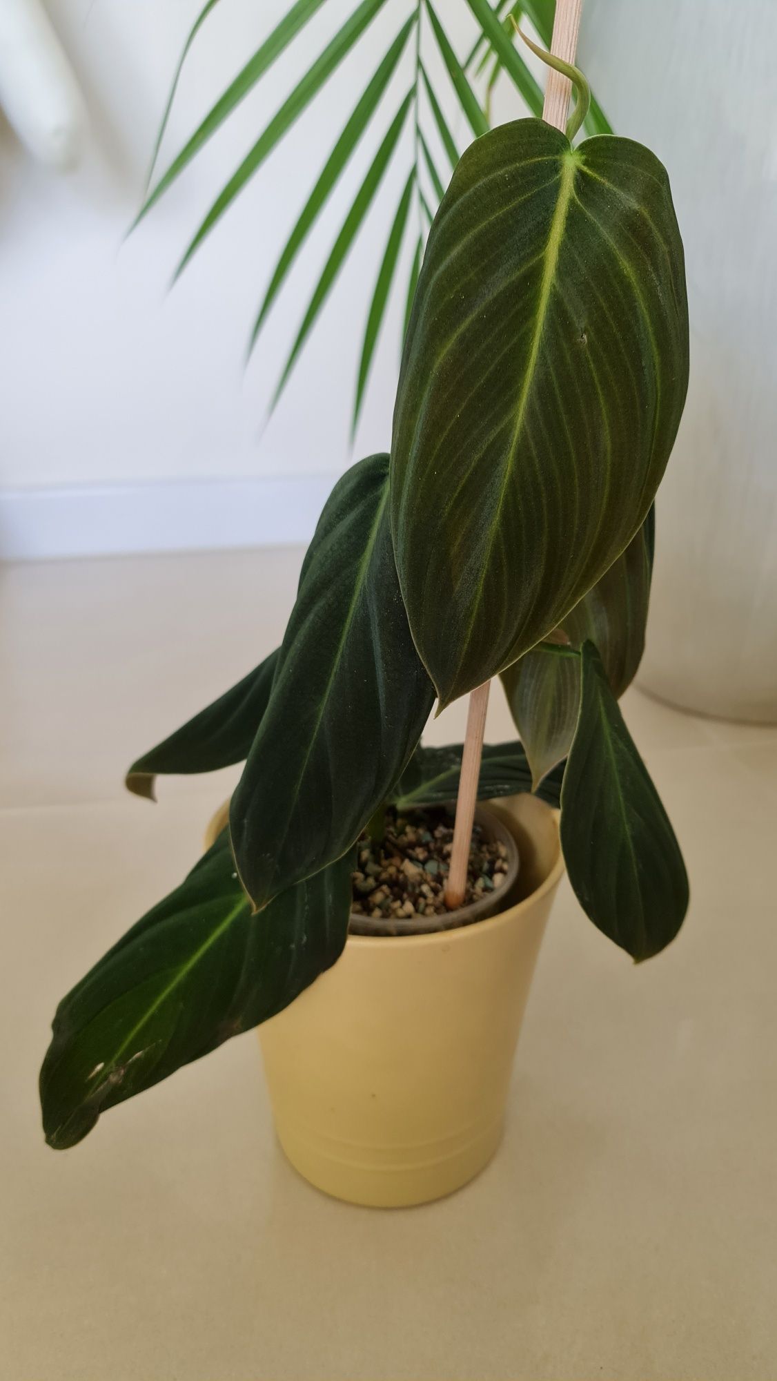 Philodendron Gigas