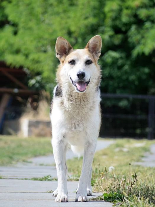 Daj dom dla Jackyego