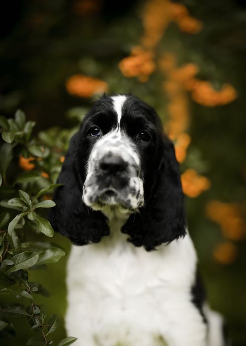 Springer Spaniel Angielski FCI chłopiec czarny