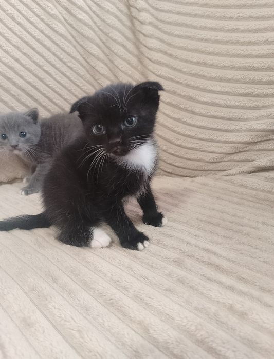 Котята Британский веслоухий/