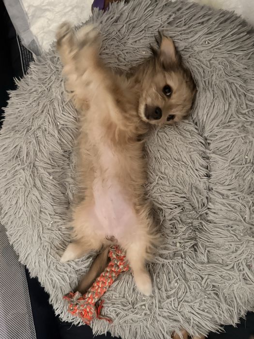 Cadela - 3 meses - pelo comprido - porte pequeno