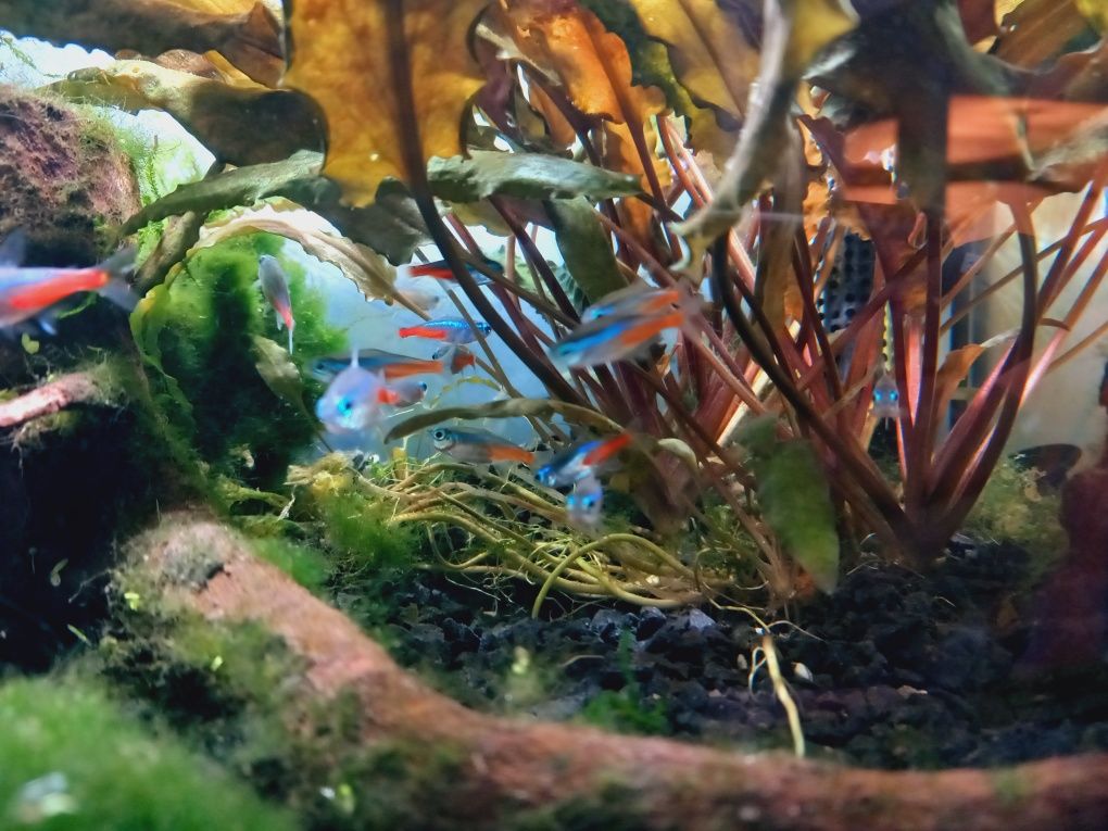 Neon innesa ryba