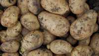 Продам картоплю для посадки