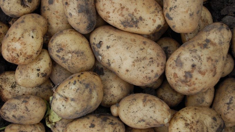 Продам картоплю для посадки
