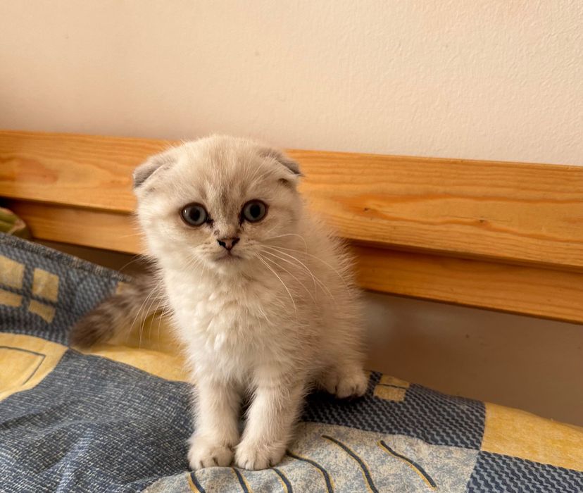 Scottish Fold gatinho
