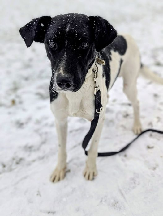 Mućek – łaciaty przystojniak z wielkim sercem szuka swojego człowieka