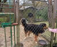 Border collie mieszaniec