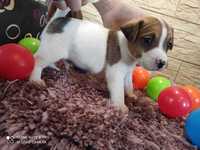 Jack Russell Terrier - PIESEK -