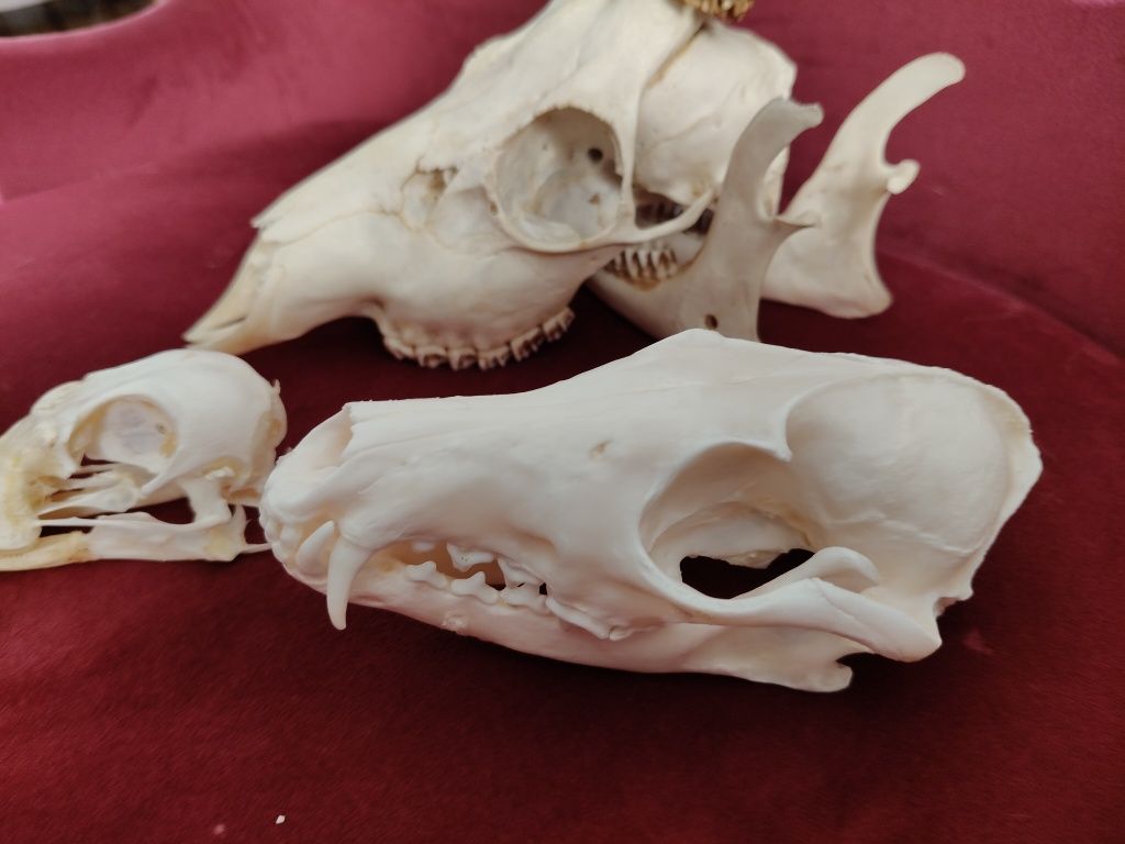 Taxidermy Zestaw Rogacz Lis Gęś