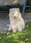 Piękny szczeniaczek Samojed/ Samoyed Gotowy do odbioru