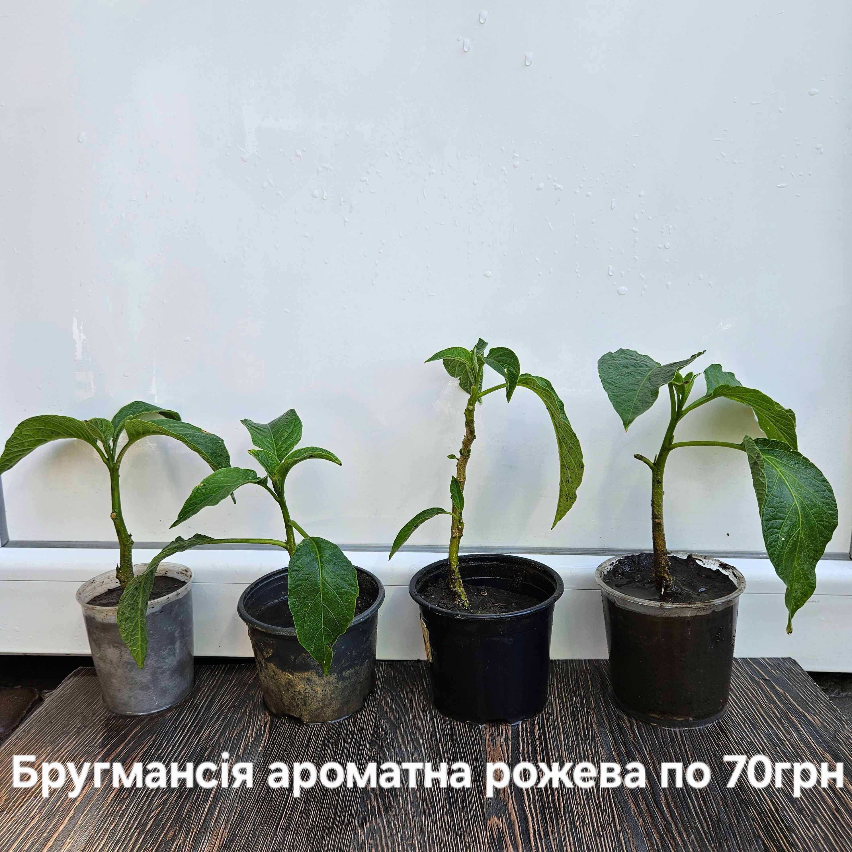 Бругмансия розовая очень ароматная Brugmansia suaveolens