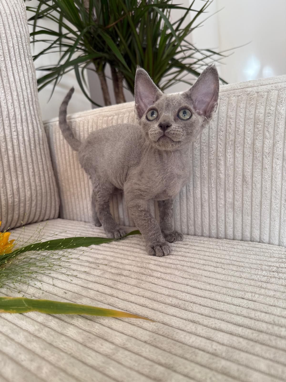 Kotka Devon Rex niebieska z rodowodem WCF