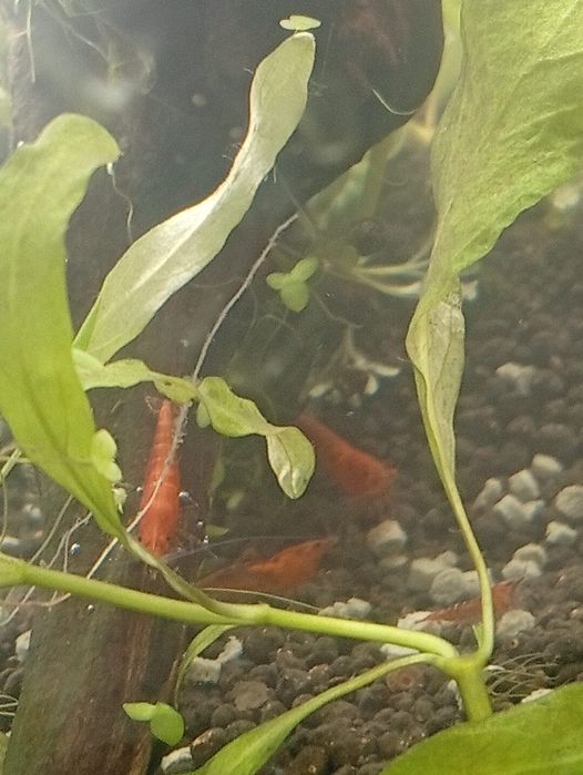 neocardinas red fire