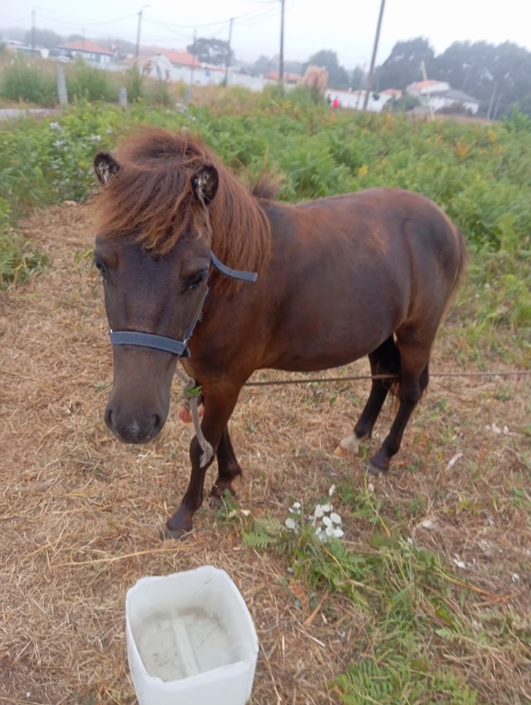 Pónei shetland  3 anos