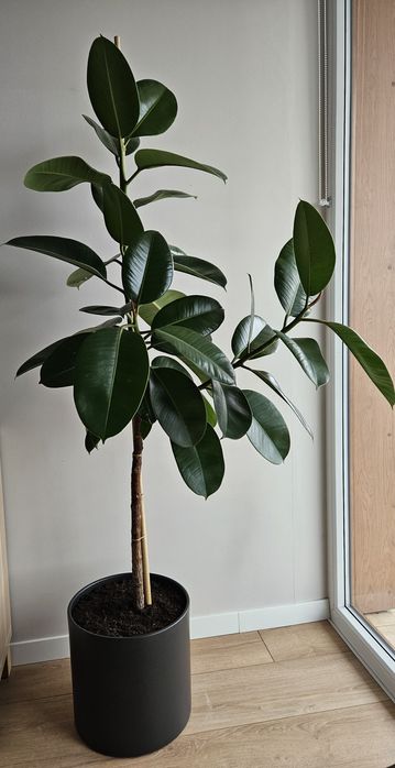 Fikus elastika - 1,6 m