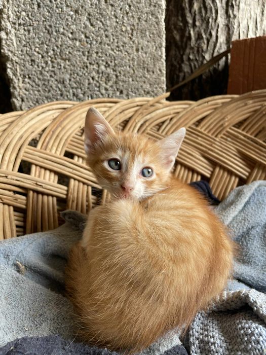 Gatinhos para adoçao responsavel