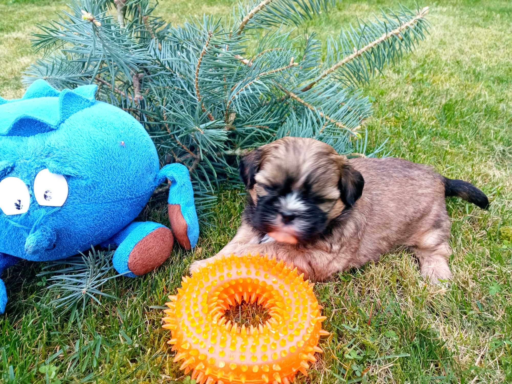 Pies  Mini Shih Tzu czekoladowo brązowy -V pok Rodowód do odbioru