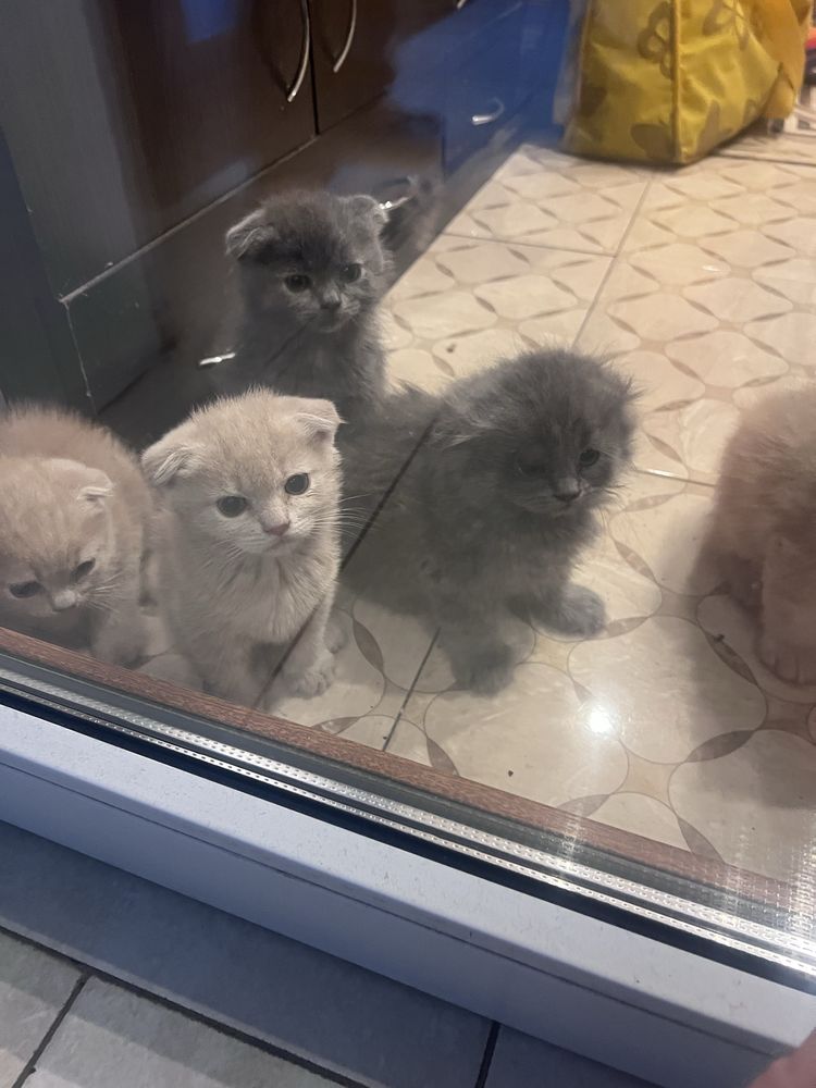 В продаже шотланские котята!