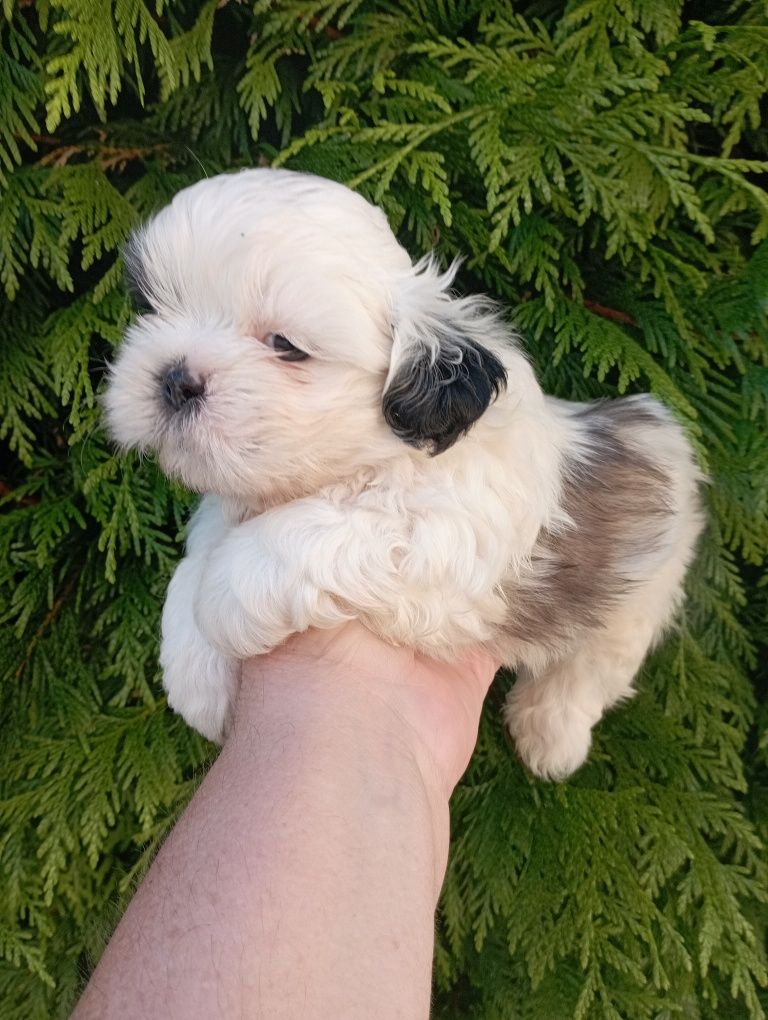 Shih-tzu tricolor