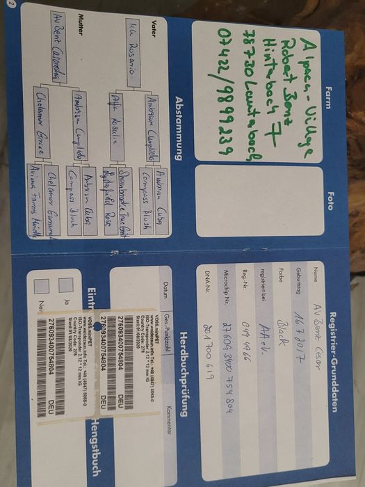 Sprzedam samicę alpaki