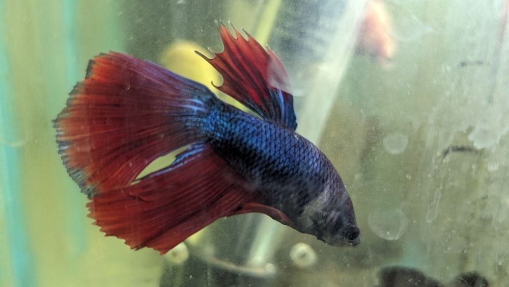 Шикарні півник здорові, та яскраві