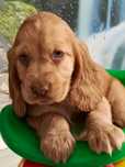 Piesek rasy Cocker Spaniel