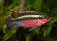 GB (Pelvicachromis pulcher) Barwniak czerwonobrzuchy - dostawa ryb!
