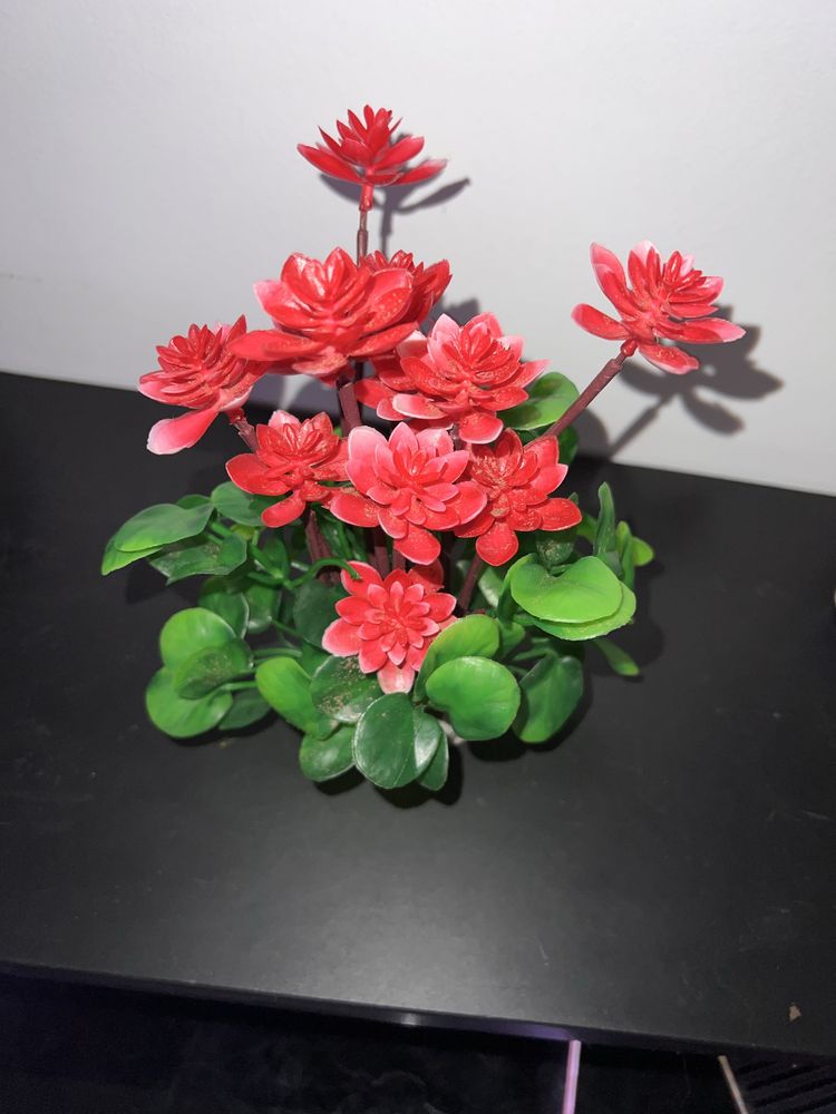 Decoracao aquario plantas