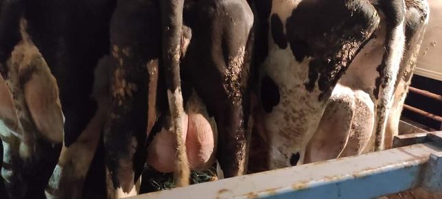 Krowy pierwiastki mleczne. HF/HO