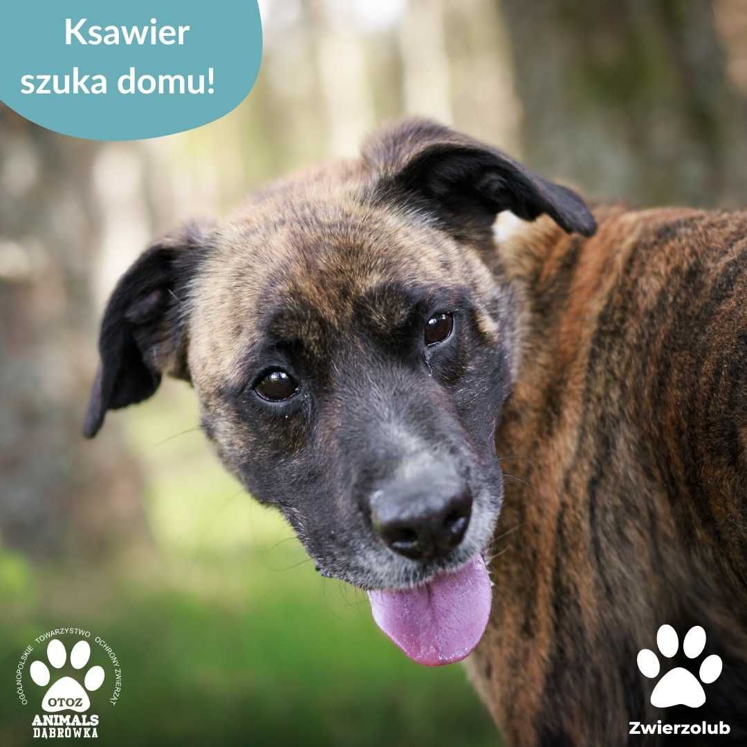 Ksawier szuka domu