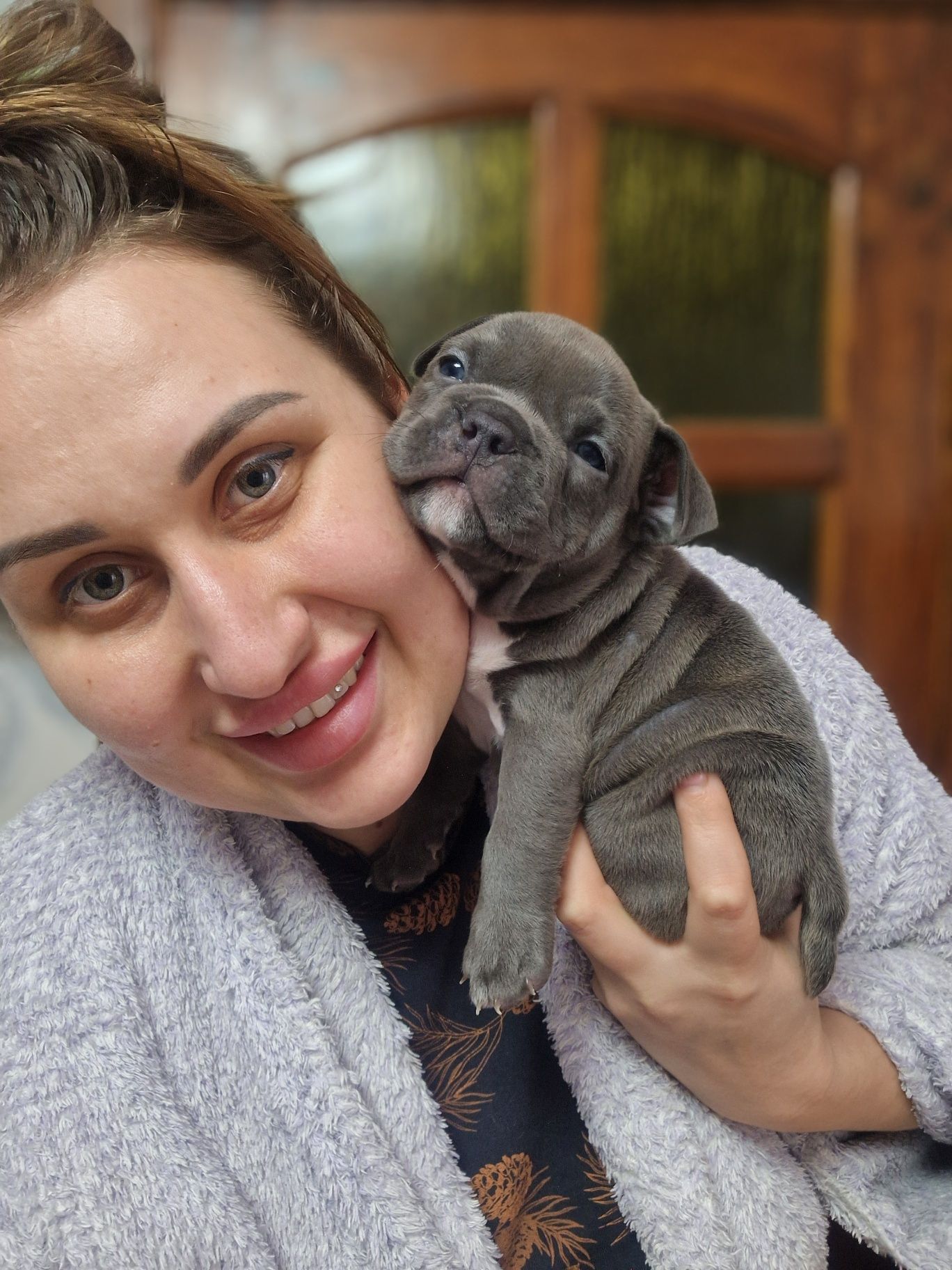 Лучшая сука Американский Булли в типе экзот